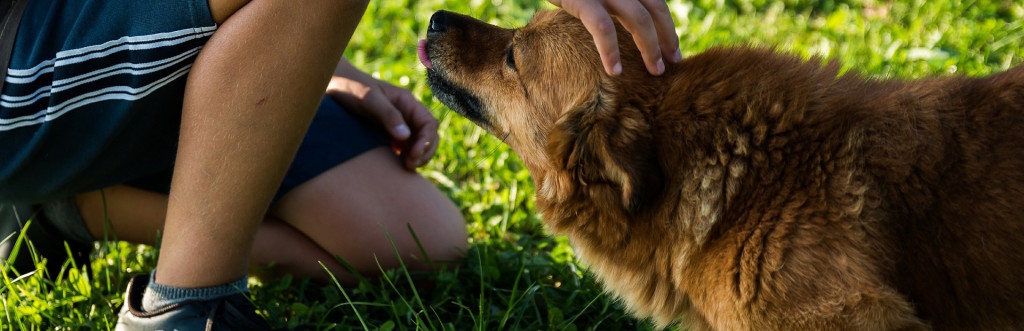 Tierhalterhaftpflicht